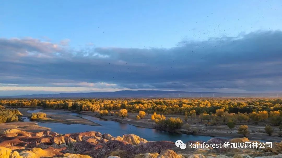 4.5倍估值，近1000万美金，又一品牌“嫁”给雨林Rainforest