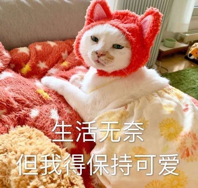 奶茶酱酱