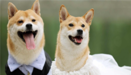 你赚钱的机会来了,美国宠物市场规模超6000亿:布局好专利才是亚马逊大卖的标配!