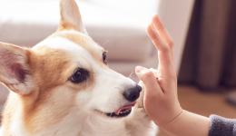 宠物品牌玩转北美社群营销：上线首日破5000美金，新用户激增427%！