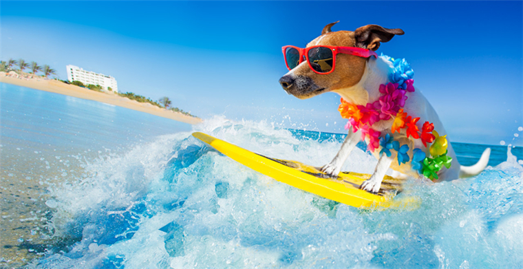 波兰Allegro的订阅服务（Subscriptions）有什么用？