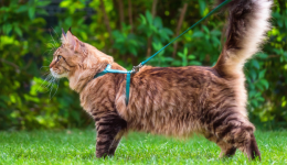 入局千亿宠物市场:跨境卖家宠物选品攻略