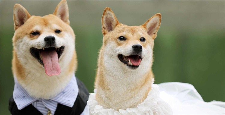 宠物用品市场竞争大？3条思路教你不走寻常路