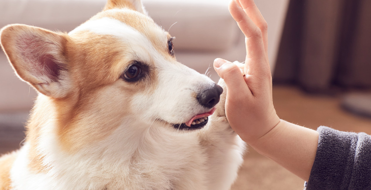 Chewy平台介绍，Chewy发展历程