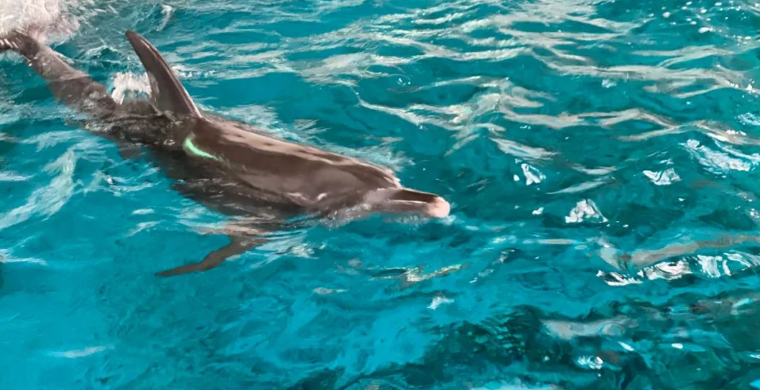 不到5年种群数量下降1/3，有一天它也会消失？