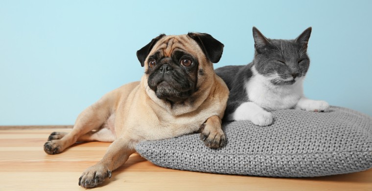 重投宠物独立站！他把年销售做到5亿