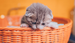 上百万人关注!马斯克“任命”狗狗总裁,今年宠物市场蓄势待发了