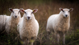 今天，你“羊”了吗？