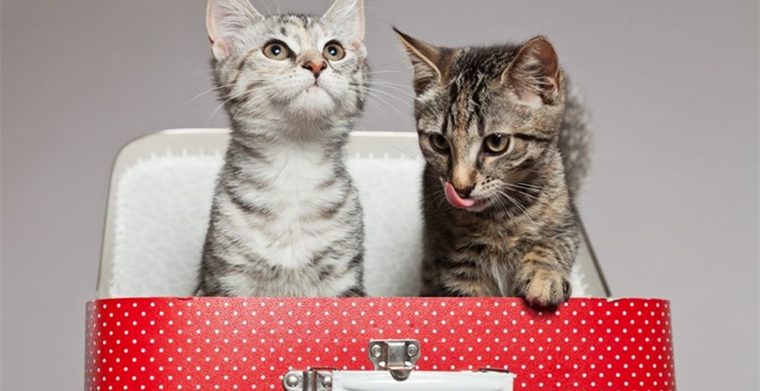 如何用tiktok直播+获取询盘