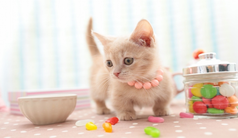 商界萌宠俏佳人细数宠物用品出海的运营秘籍