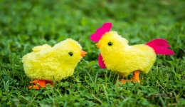 復活節(jié)小雞玩具火遍全網，你知道它們是怎么來到你手中的嗎？