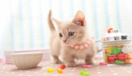 新蓝海！小宠物用品大热！