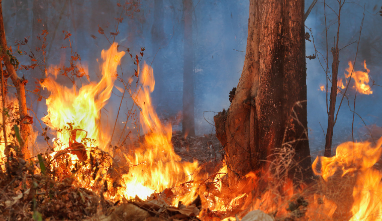 亚马逊订单大涨！又一产品因山火卖爆