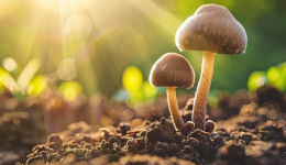 春天来了，在小小的花园里挖出大大的商机！