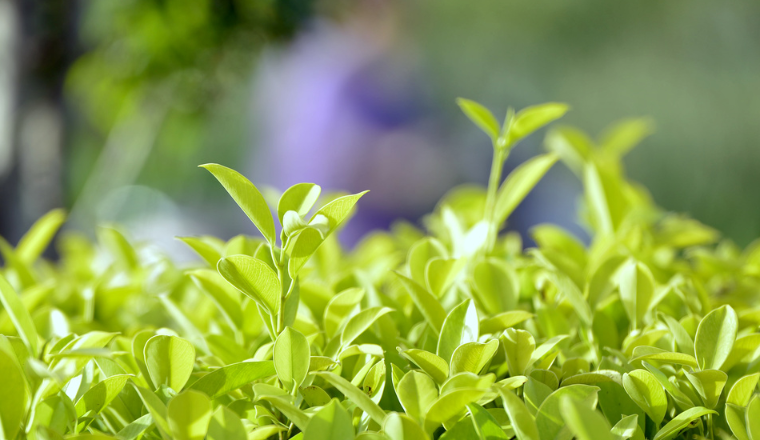 中国茶叶出口相关资质参考来了！