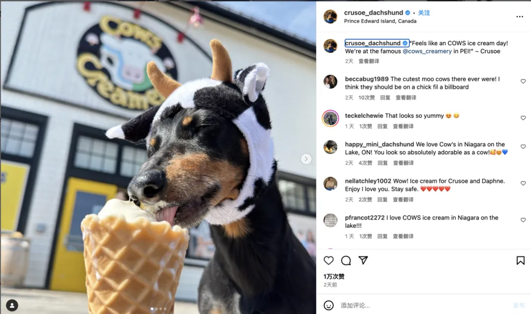 好利来进军宠物市场?“它经济”风潮下,品牌应该选择哪些红人?