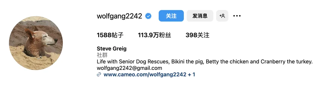 好利来进军宠物市场?“它经济”风潮下,品牌应该选择哪些红人?