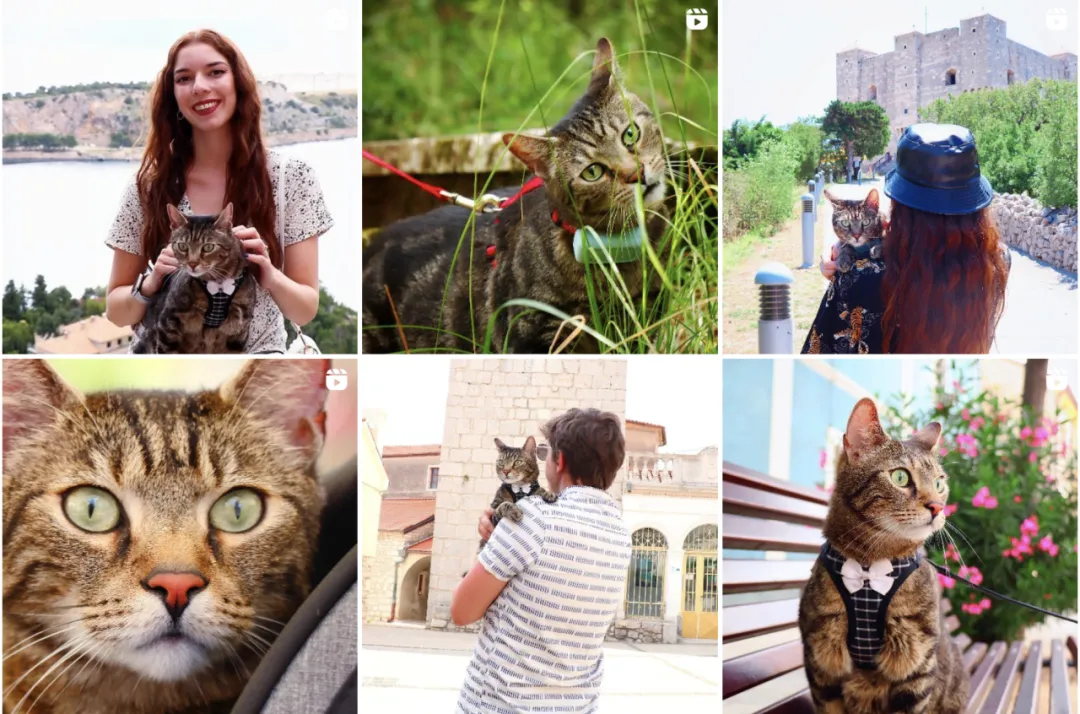 好利来进军宠物市场?“它经济”风潮下,品牌应该选择哪些红人?