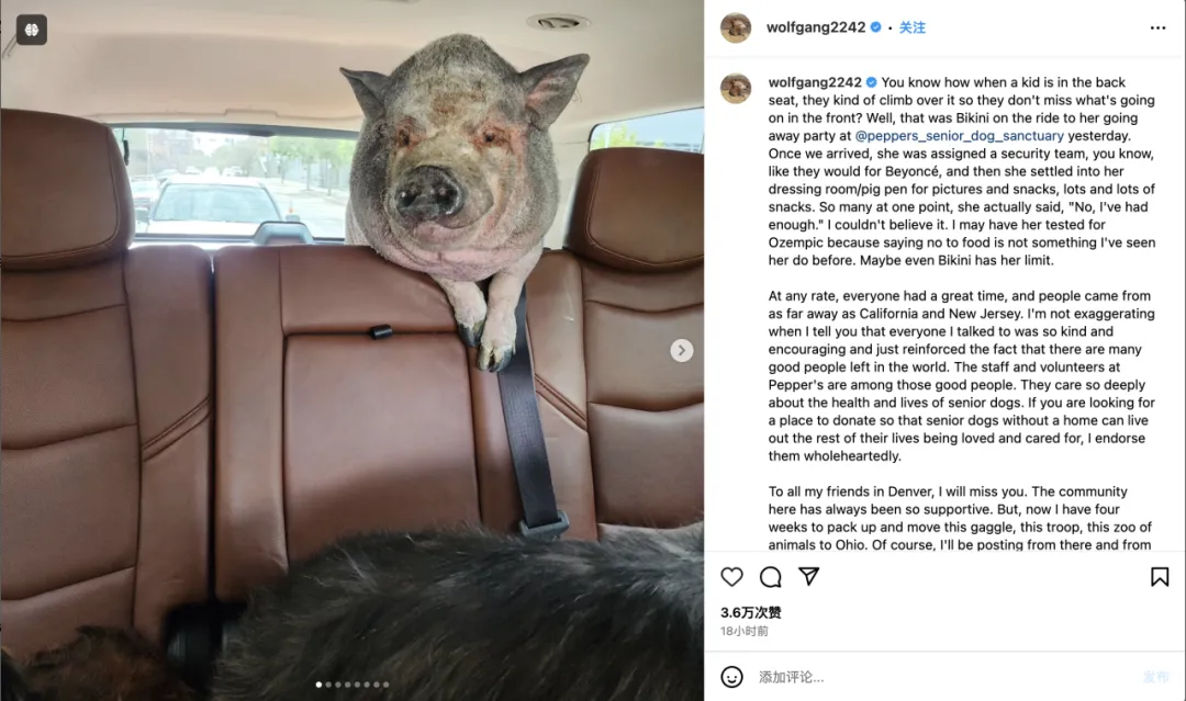 好利来进军宠物市场?“它经济”风潮下,品牌应该选择哪些红人?