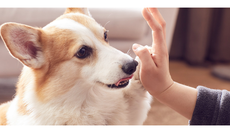 月销量猛涨3倍，速卖通“超级爆发日”成为宠物商家爆单助推器