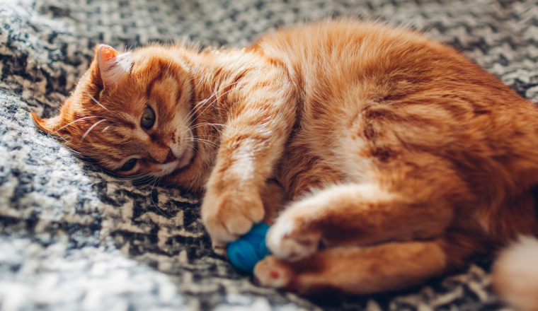 【宠物经济】新蓝海：精妙选品搭配创意短视频，引爆您的销售之路