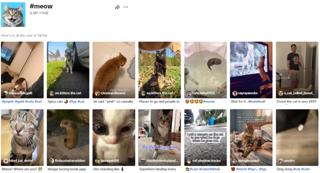 “meow”席卷TikTok：萌宠背后的巨大商机
