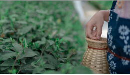 三年归来仍是顶流!李子柒给所有跨境商家上了一课