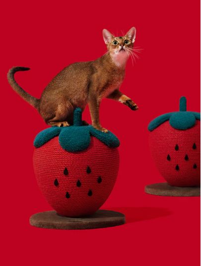 揭秘资本的宠儿：国产宠物品牌未卡如何撬动全球千亿市场！