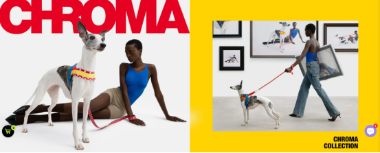 揭秘资本的宠儿：国产宠物品牌未卡如何撬动全球千亿市场！