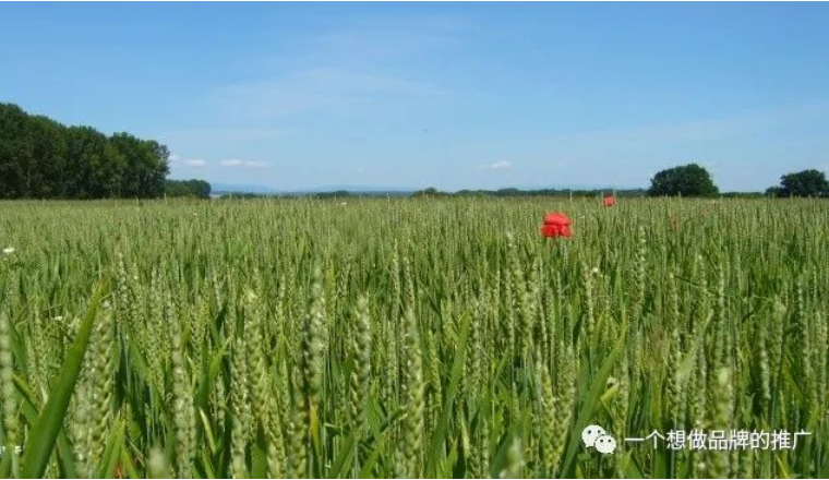 五一碎碎念-我的职业规划