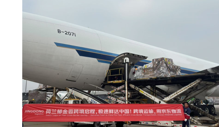 全程控温2-8度，京东物流承运荷兰郁金香一路鲜美、“闪”到中国