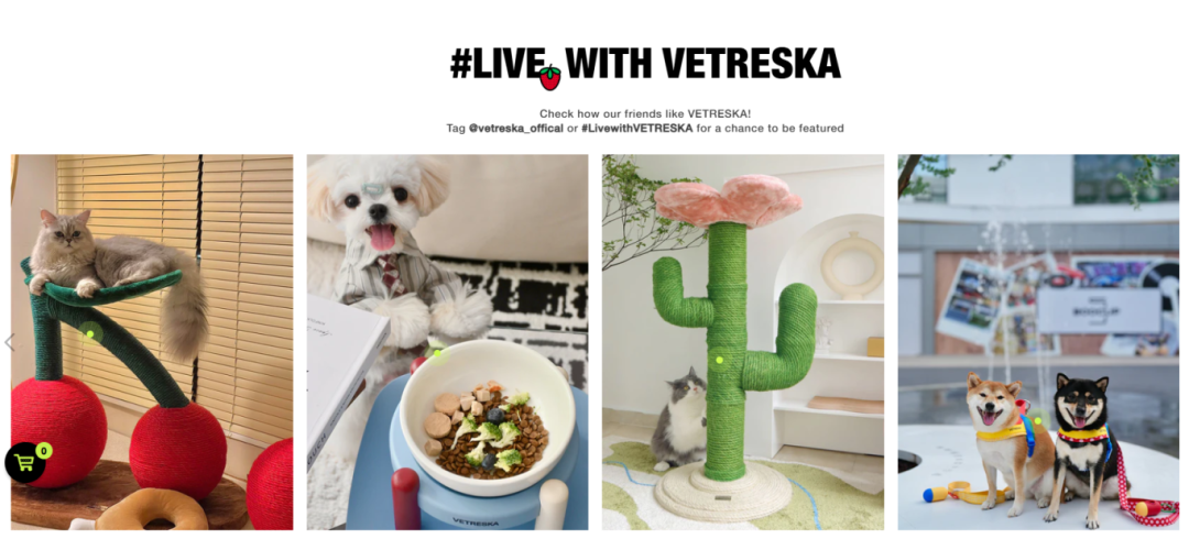 从中国到全球：宠物品牌两年卖出3000万美金，“它经济”爆火背后的财富密码