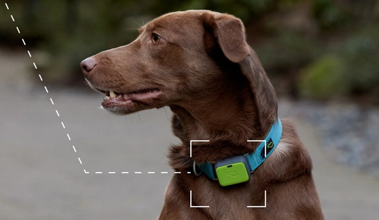 宠物智能项圈掘金欧美：市值上亿美元，差异化策略曝光