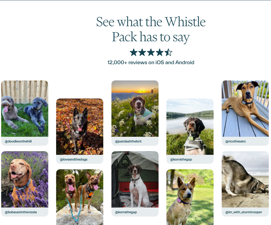 宠物智能项圈掘金欧美：市值上亿美元，差异化策略曝光