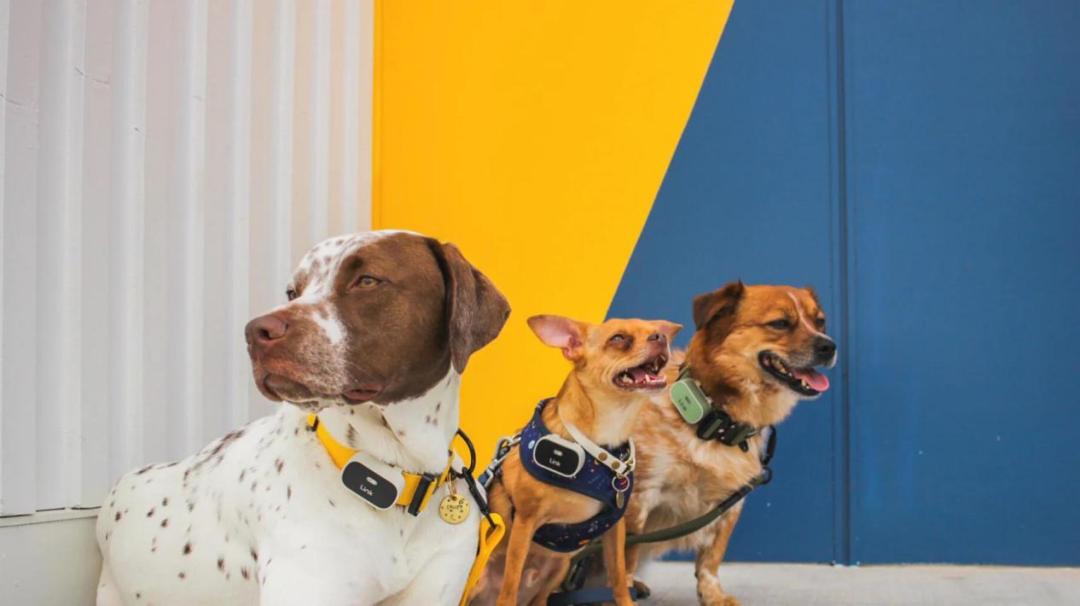 宠物智能项圈掘金欧美：市值上亿美元，差异化策略曝光