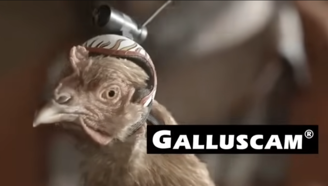 别不信！这些“奇葩”生意正在海外闷声发大财