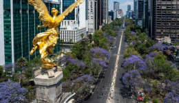 蓝花楹之约：在墨西哥城的春天邂逅一场紫色盛宴