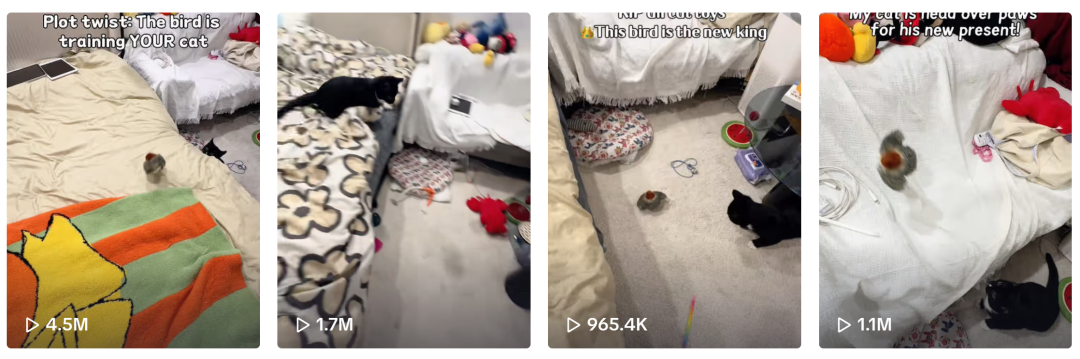 猫咪疯抢到上房！TikTok神玩具登顶榜首，人类：这玩意儿到底藏了什么妖？
