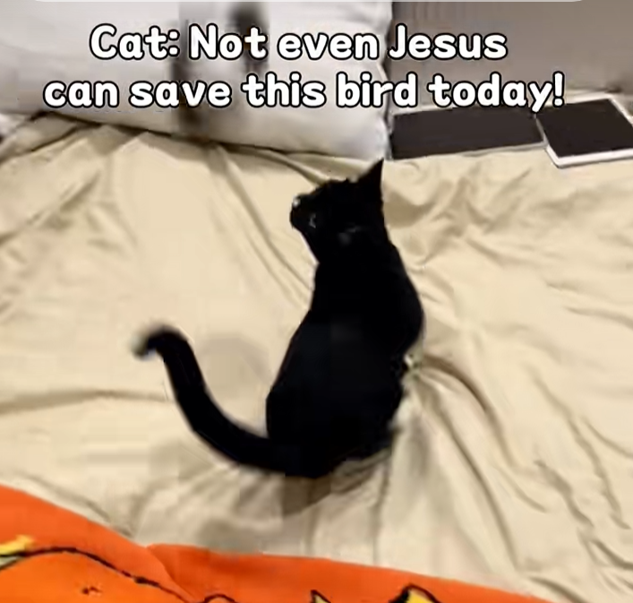 猫咪疯抢到上房！TikTok神玩具登顶榜首，人类：这玩意儿到底藏了什么妖？
