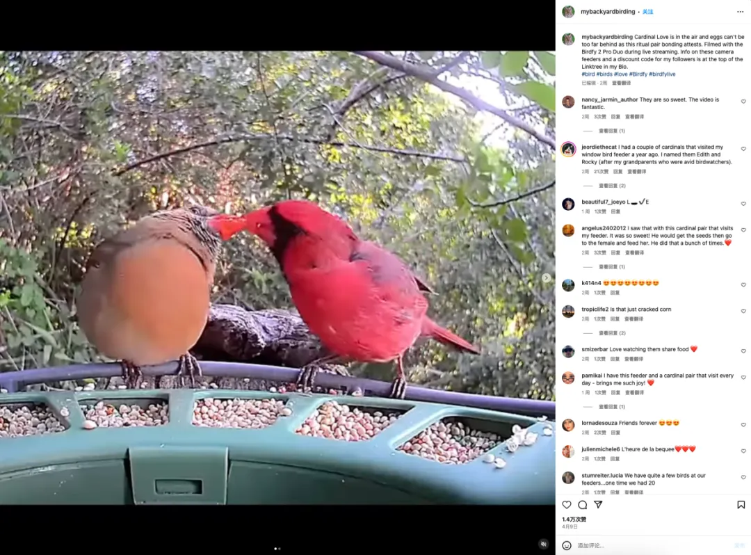 国产鸟窝Birdfy出海，单价高达199美元也能实现百万月销