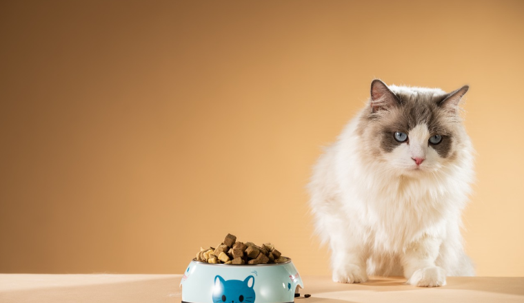 从“喵经济”看俄罗斯电商新蓝海：猫粮占订单八成，喀山成养猫第一城