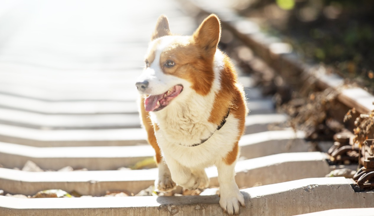 宠物界的“河马体”，靠给狗狗拍照撑起千万美金的生意！
