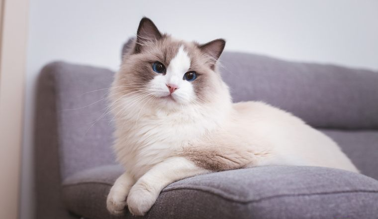 出海观察|全球宠物美容市场分析及趋势预测