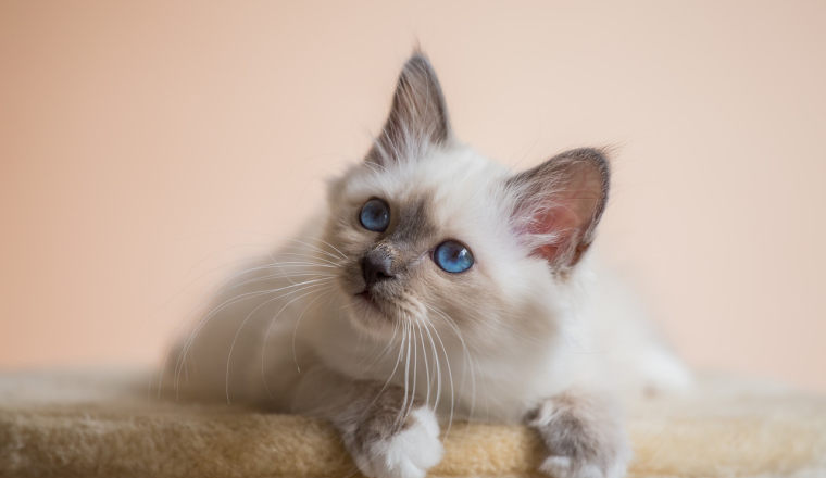 Temu开店怎么注册，手把手教你完成店铺入驻全流程