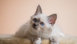 Temu开店怎么注册，手把手教你完成店铺入驻全流程