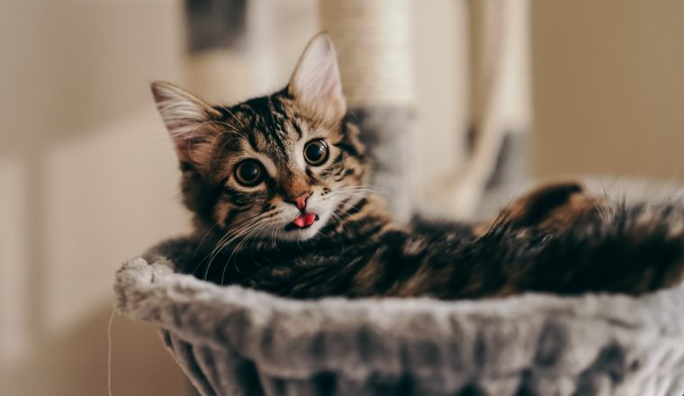 你没听过的上海品牌，在北美把160美元的猫爬架卖成了爆款