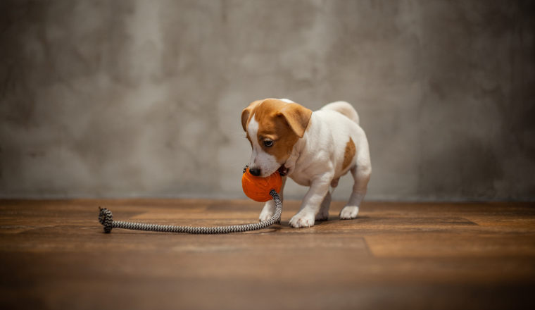 越“宠”越赚钱！掘金5000亿高溢价宠物情感赛道