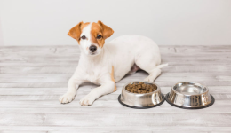 宠物保健品PetLab Co.靠“品牌思维”打赢Mars、雀巢？Anna拆解100个D2C品牌案例系列11