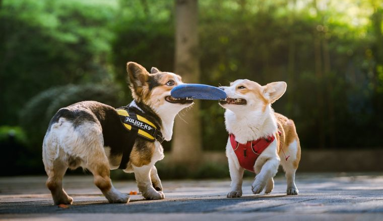 智能项圈占六成，车载座椅破32亿！揭秘宠物经济七大高增长赛道
