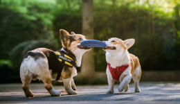 智能项圈占六成，车载座椅破32亿！揭秘宠物经济七大高增长赛道